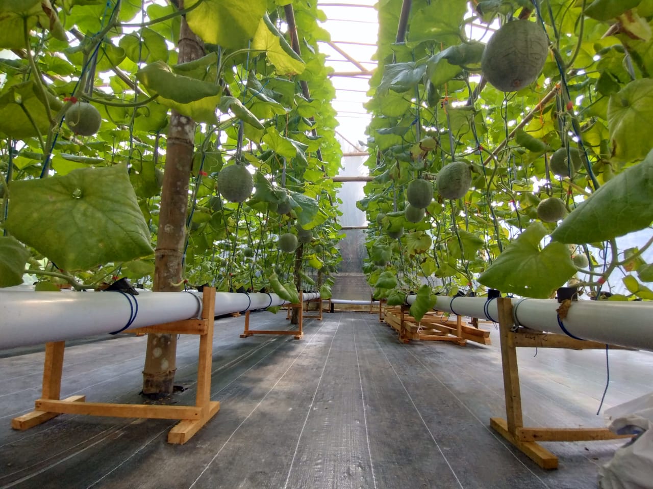 Bertani Melon Desa Panglipuran